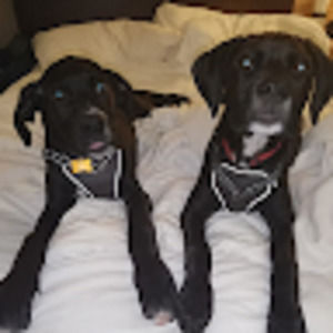 Meet your Posher, Akira